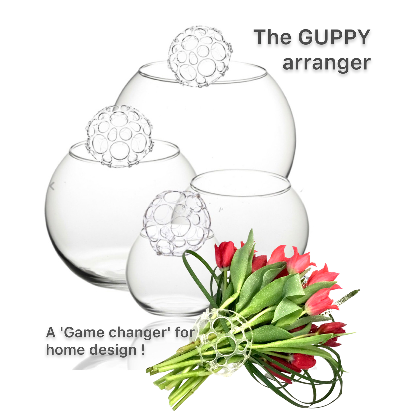 1 GUPPY - Out of Stock